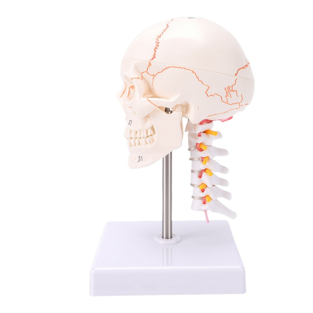 1/2 Skull With Cervical Spine & Brain Teaching Display Model