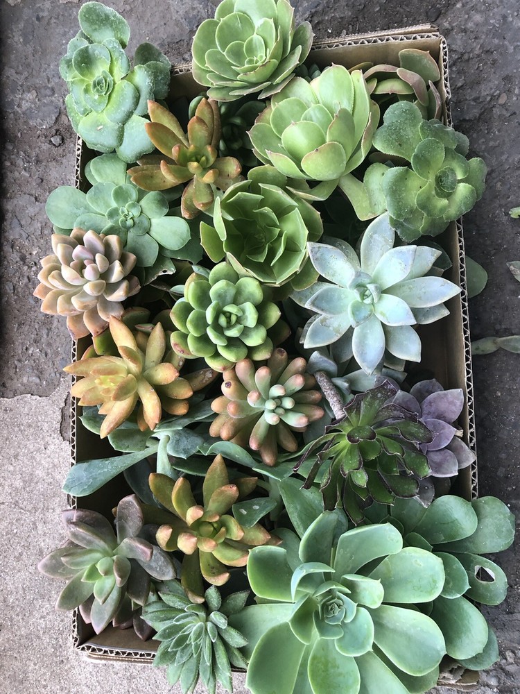 100 Cutting Mix Colorful Succulents 2-8”