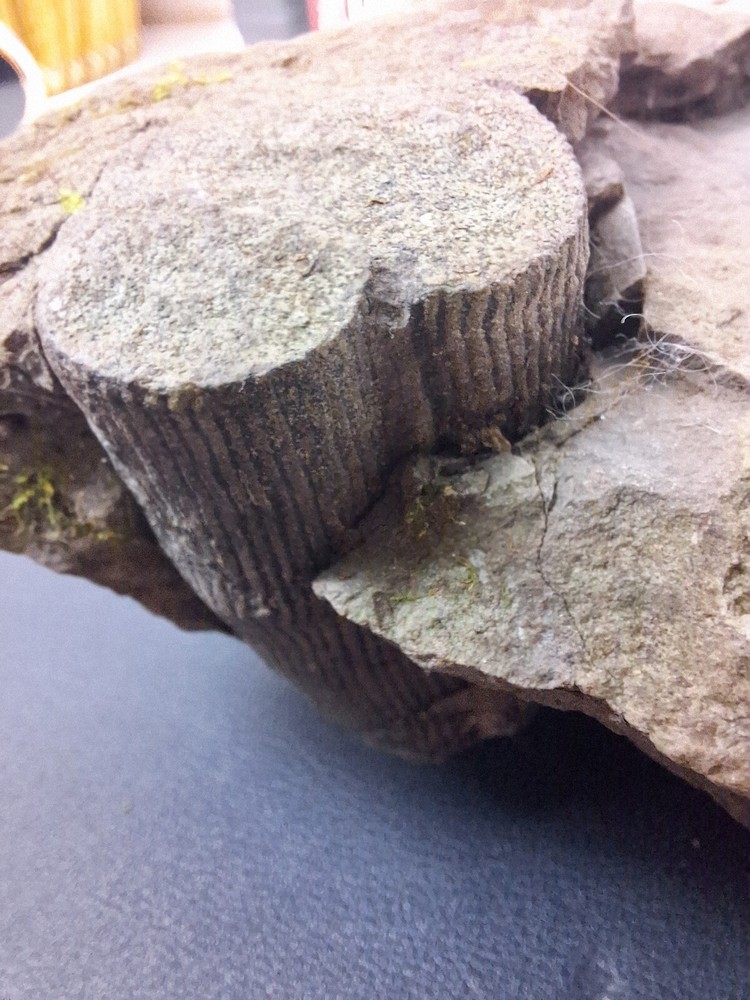 Calamite Stem Lepidodendron Paliozoic Devonian Carboniferous Virginia
