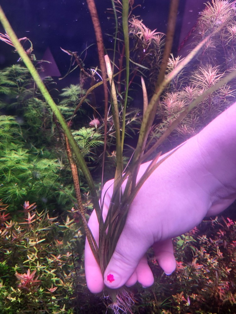 Aquatic Plant Pack 10 Varaties