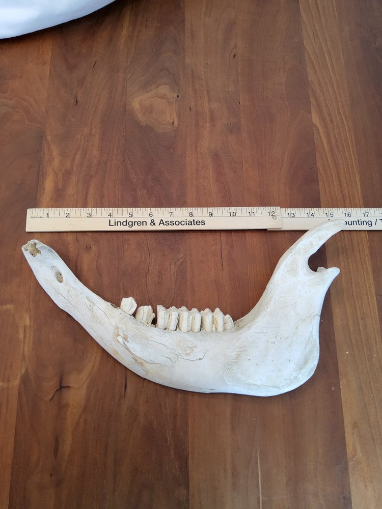 Moose Jaw Bone 50 Years Old