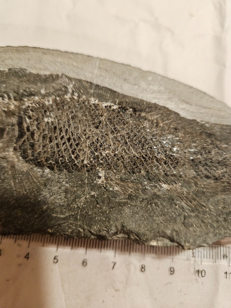 fish fossil concretion