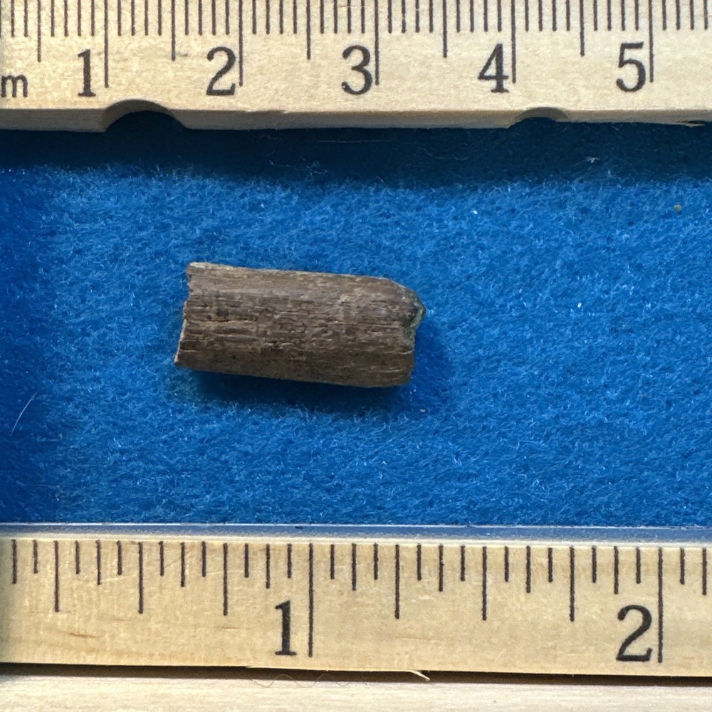 Hadrosaur Extinct Dinosaur Tendon Fossil in Display Case