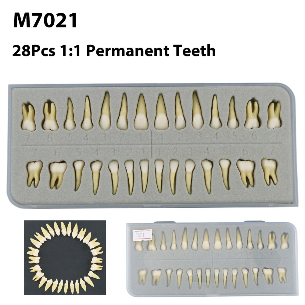 Dental 28Pcs 1:1 Permanent Teeth Demonstration Teach Study Model Tooth M7021