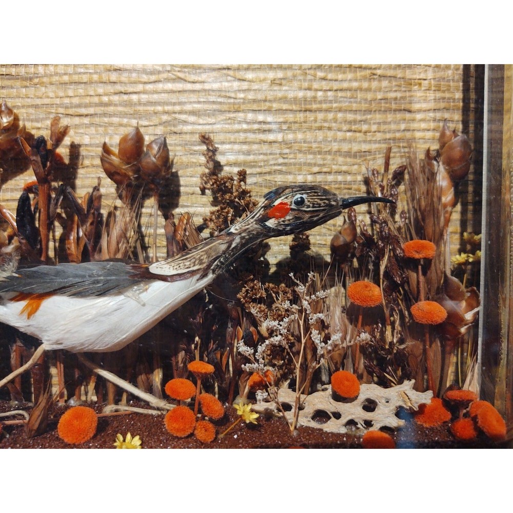 Road Runner Bird Diorama Frame