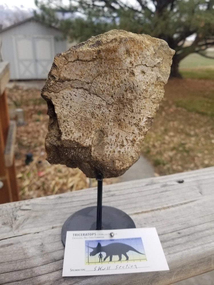 Nice Triceratops Skull Section Fossil Specimen Defined Cretaceous Hell Creek MT