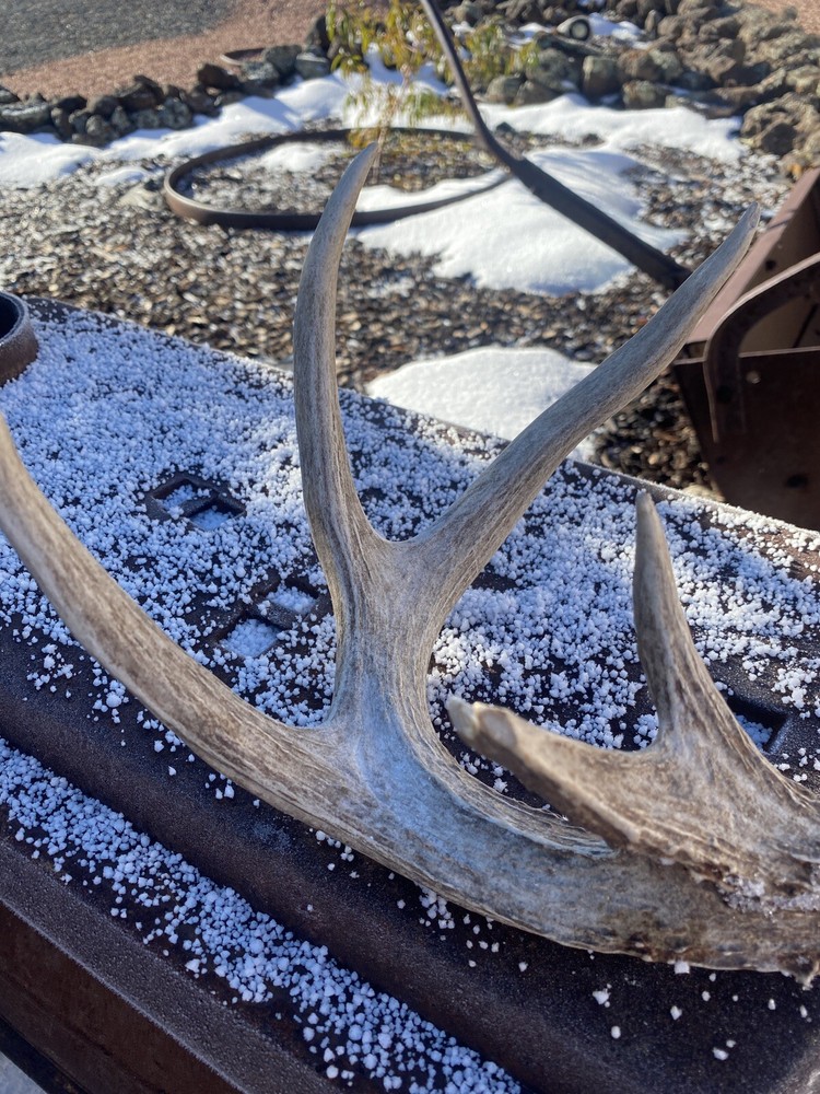Large Coues Whitetail Deer Shed ~ Antler