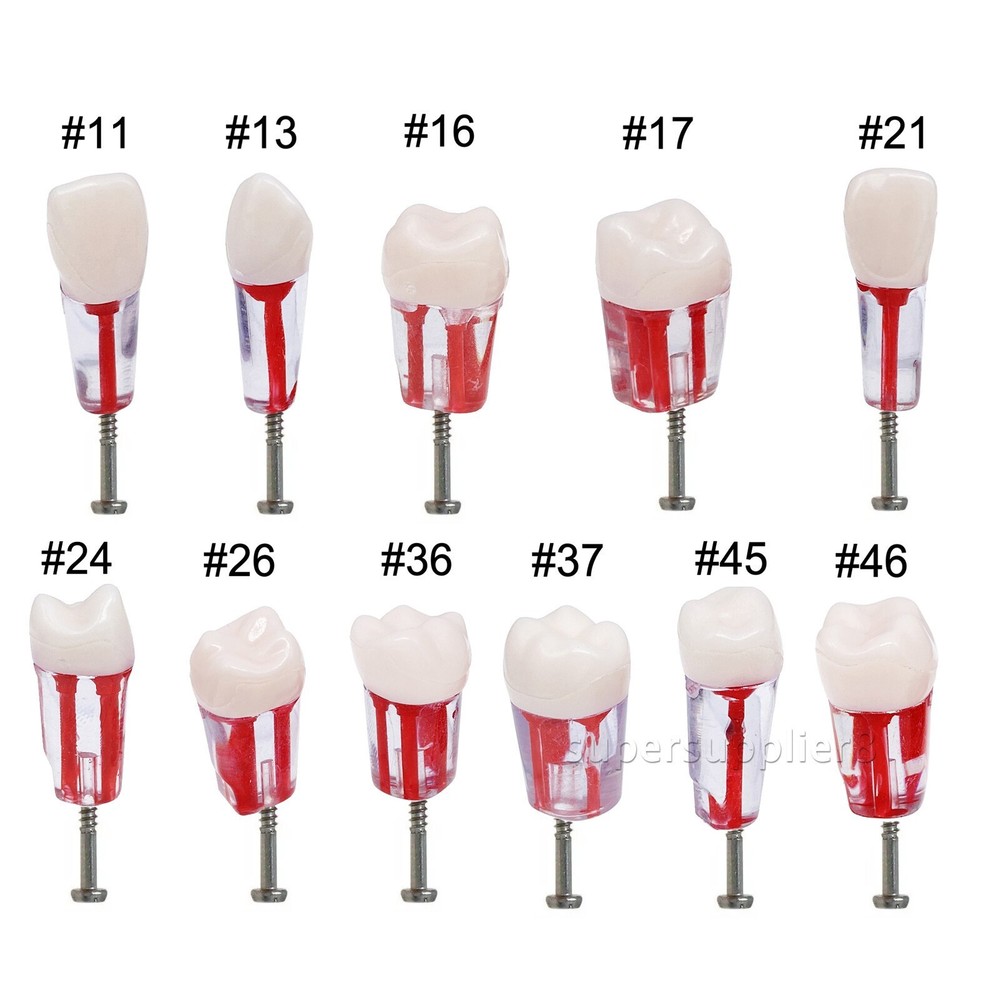 10Pcs Dental Endo Root Canal Teeth Model Study RCT Practice Typodont Model #8006