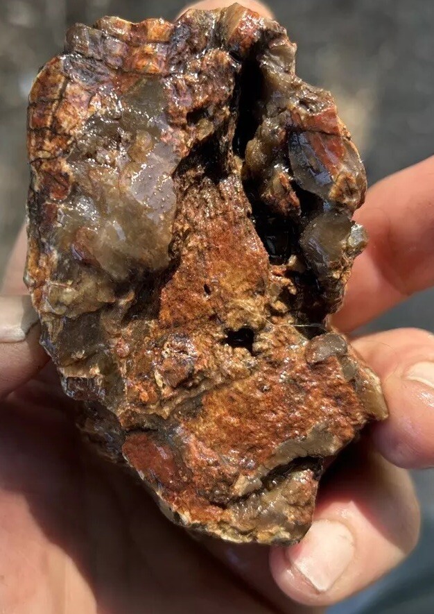 Silver Creek Junction petrified wood