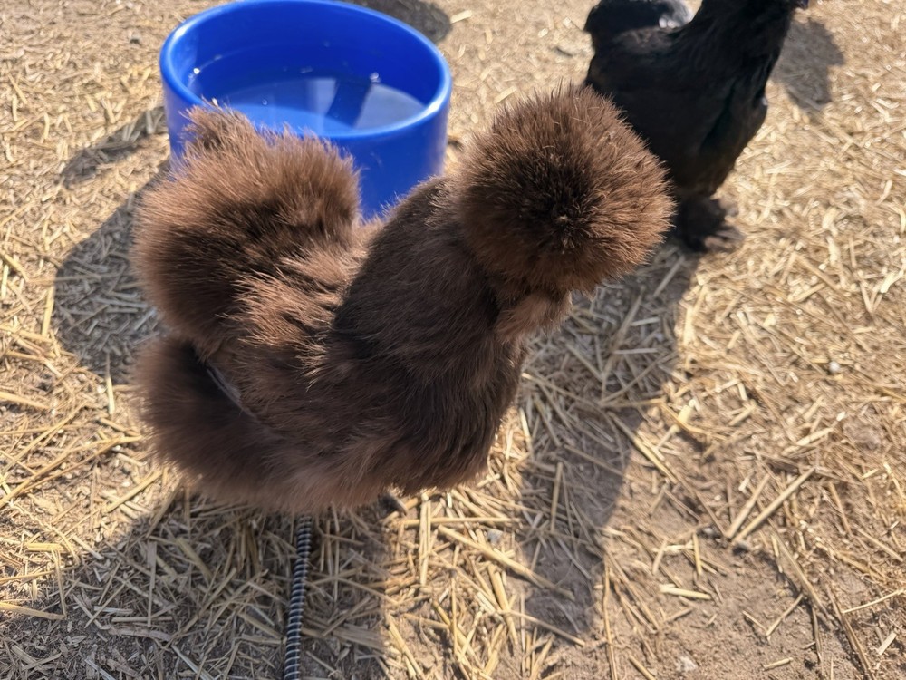 Silkie Chicken Hatching Eggs Assorted Colors