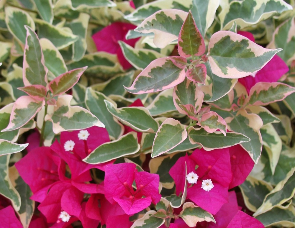 Bougainvillea - 'Raspberry Ice'