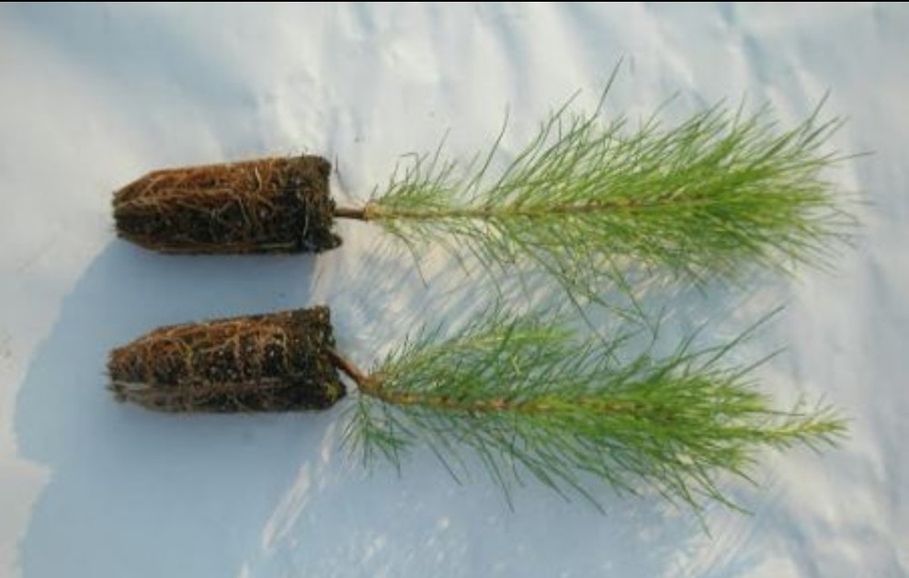 50 Containerized Loblolly Pine Seedlings (NOT BARE ROOT) Pinus Taeda