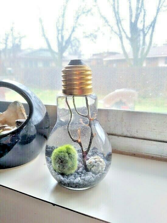 Miniature Marimo Moss Ball Terrarium