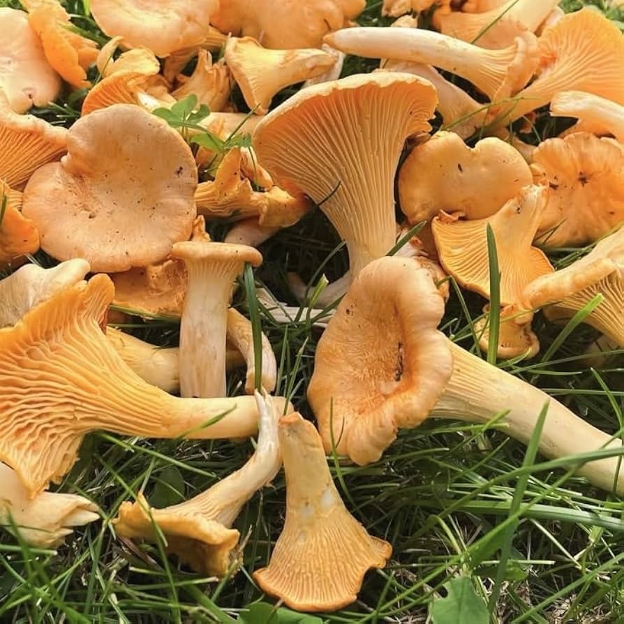 Chanterelle Mushroom Fresh