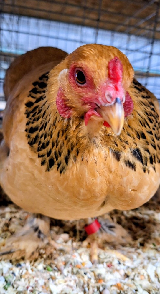 7 + Buff Bantam Brahma Hatching Eggs From Our Show Lines!!!