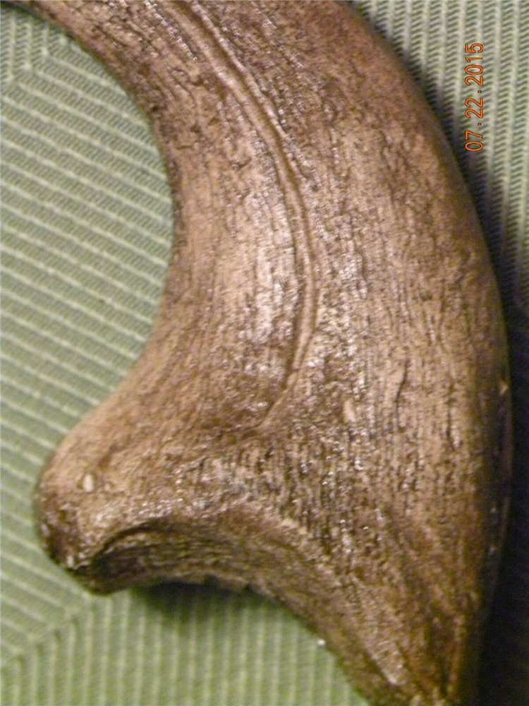 HUGE Deinonychus velociraptor claw replica 7" REPLICA