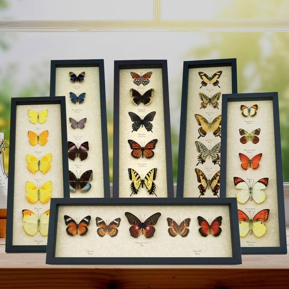 Giant Black Gothic Butterfly Papilio Ascalaphus verso Framed Swallowtail Display
