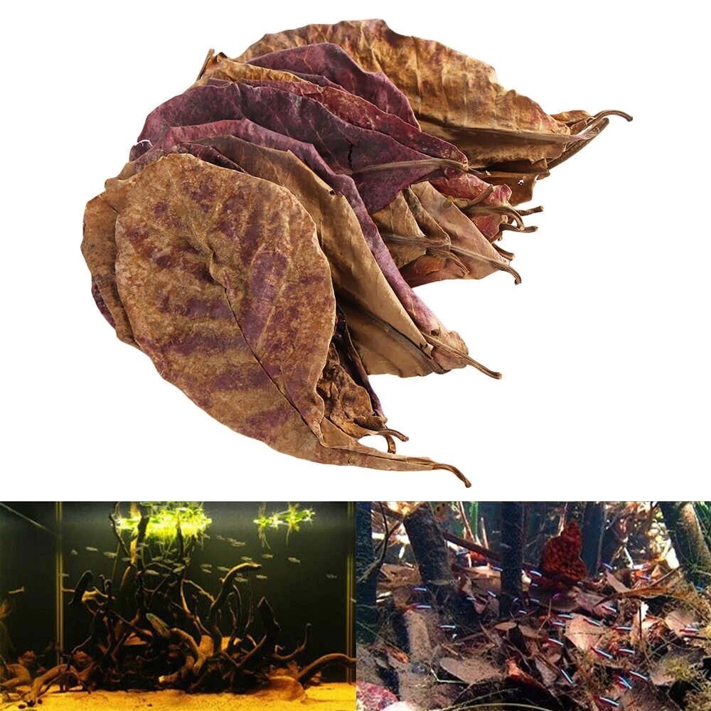 Organic Leave Ketapang