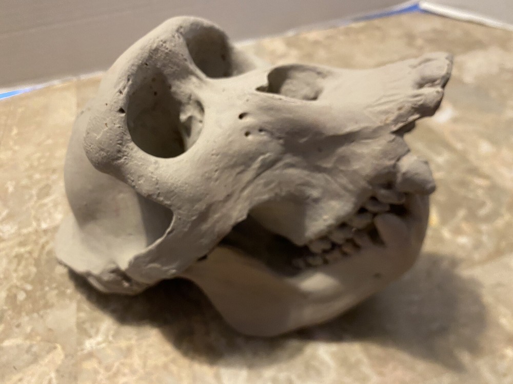 Gorilla Skull Replica Skull Large Cast Model Two Piece