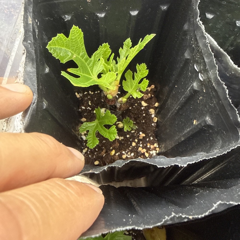 Italian Black young Fig Tree 🌲