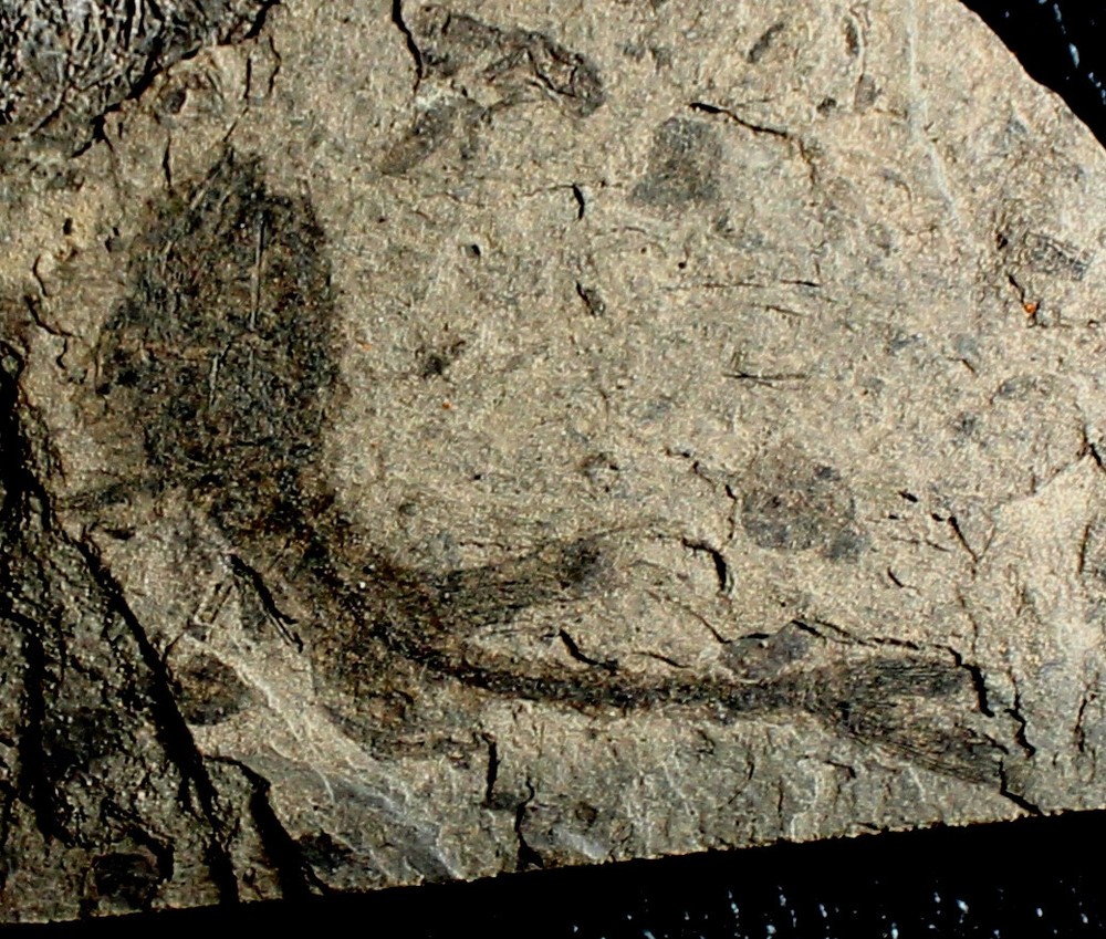 Oligocene fossil fish
