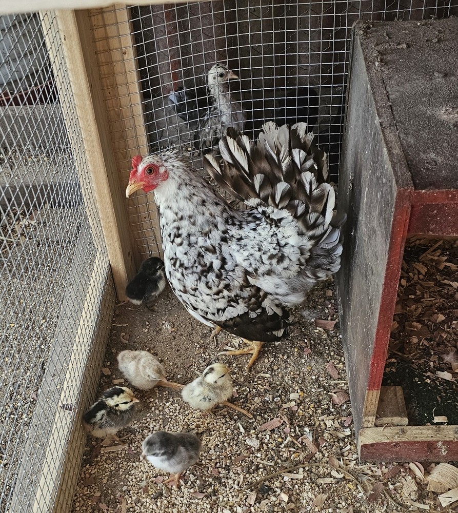 20+ Serama Chicken Hatching Eggs