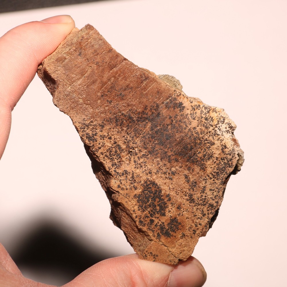 Triceratops Frill Section - CRETACEOUS Hell Creek Formation - Nice Thick CHunk