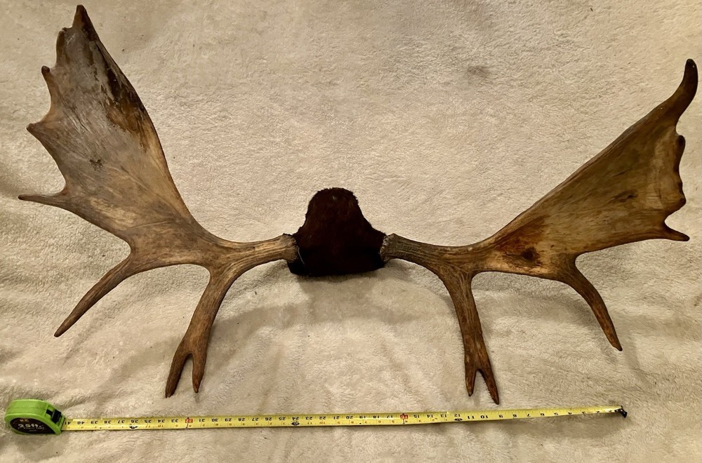 Large Mounted Moose Antlers
