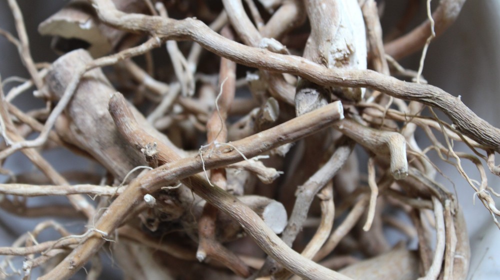 Wild Hydrangea Root - Whole Roots, 2025 Appalachian Mountains Wild Harvest