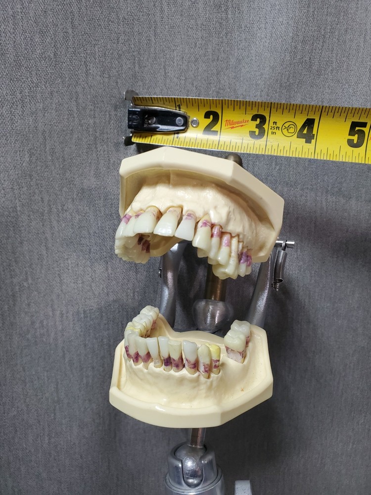 Mounted Dental Typodont Model And Mounting Pole