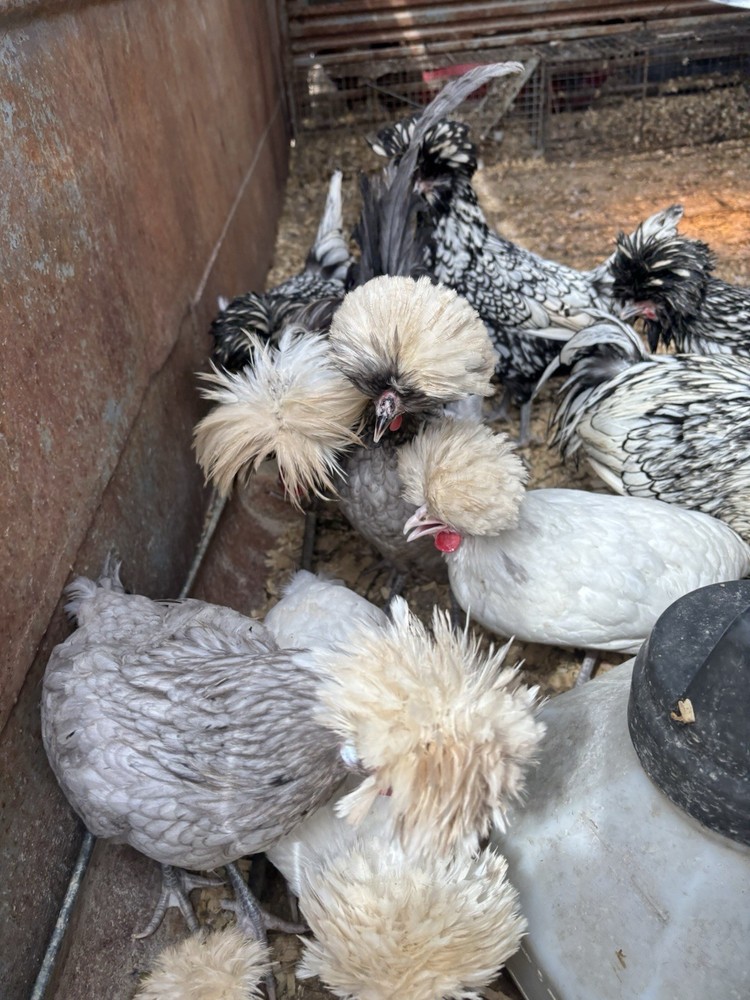 6 variety pack Polish Hatching Eggs (Read Description!!!)