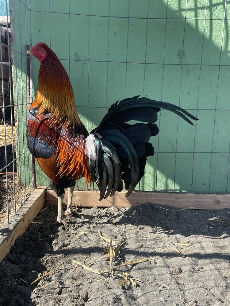 12+ Chicken Hatching Eggs