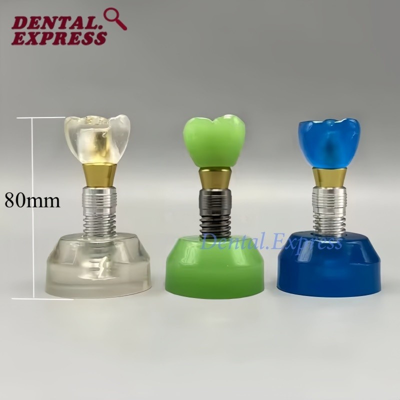 Dental Implant Model M2020 Detachable Demonstration Teeth Study Teach Model