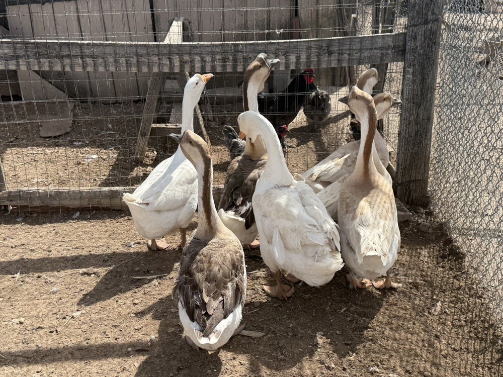 African Dewlap geese Hatching Eggs