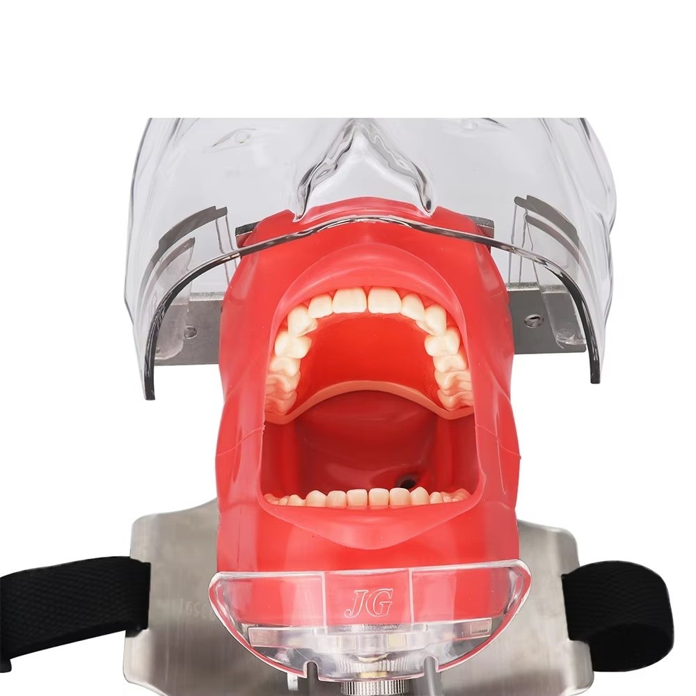Dental Simulator Mannequin Head Dental Teeth Model Practicing Head Mold