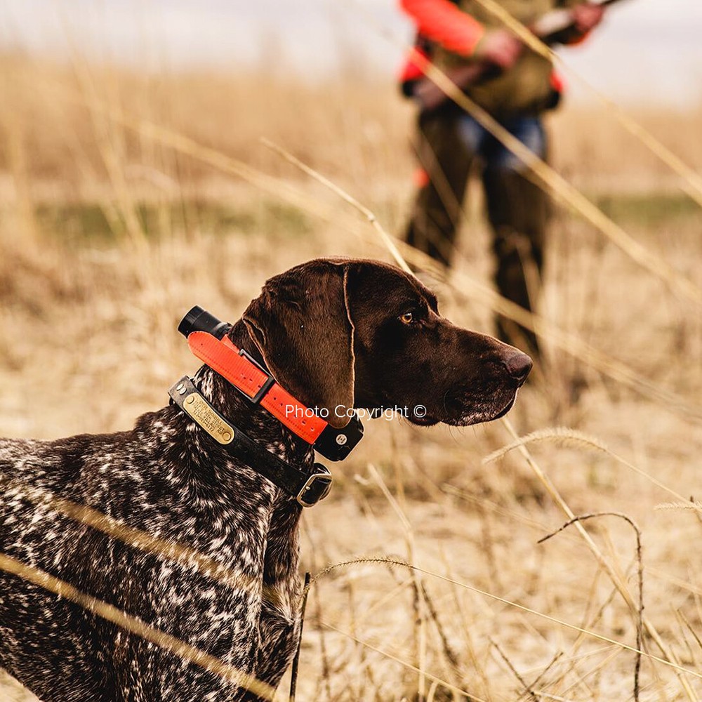 DT Systems H2O 1850 PLUS Remote Dog Trainer Beeper