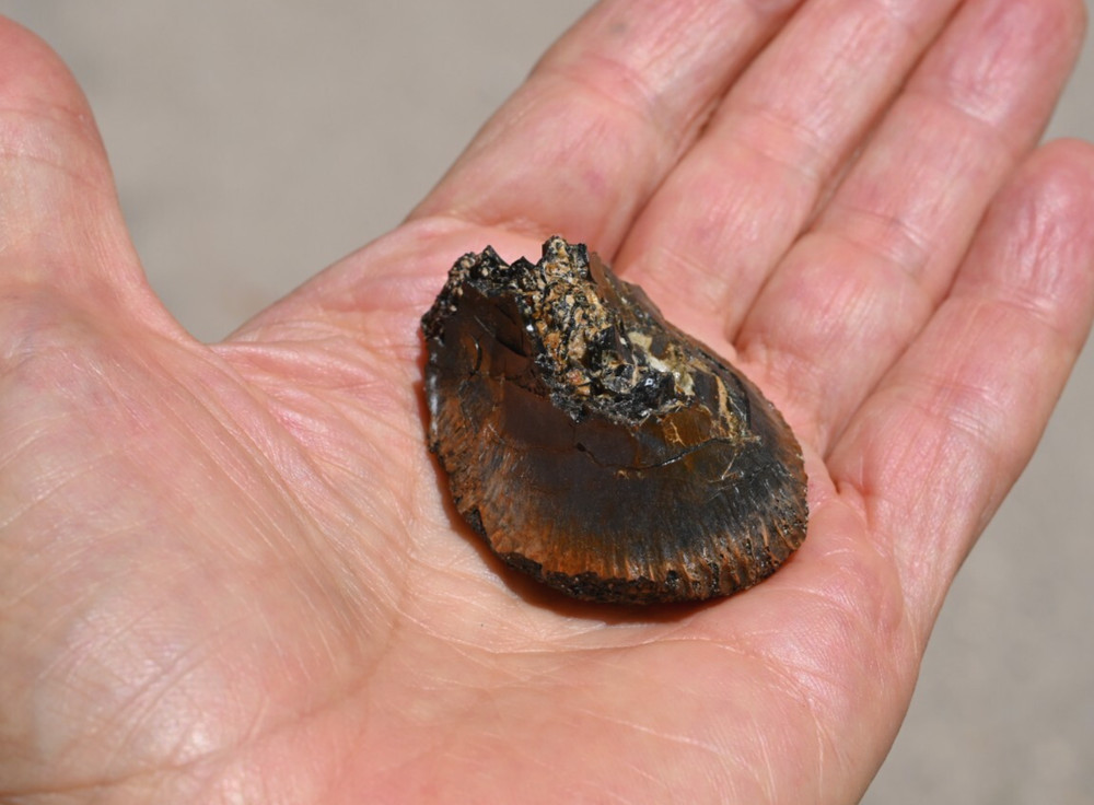 Fossil Tyrannosaur Bone