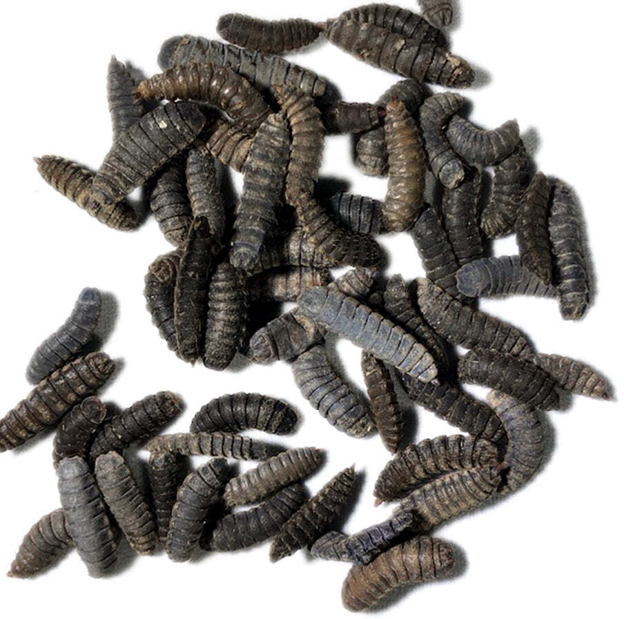Black Soldier Fly Pupae