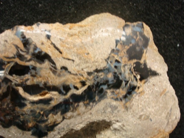 petrified wood