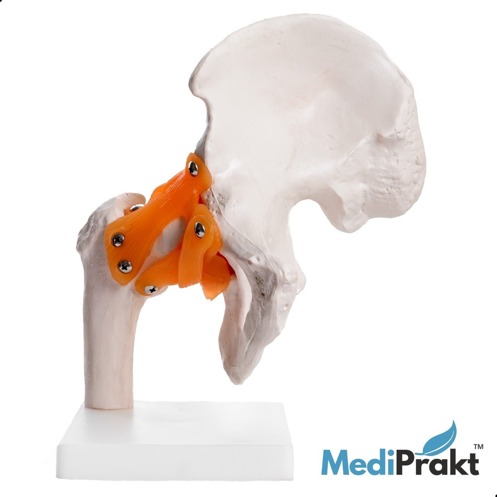 MediPrakt | JOINT MODEL COMBO - 4 | Hip Shoulder Knee Mini Spine