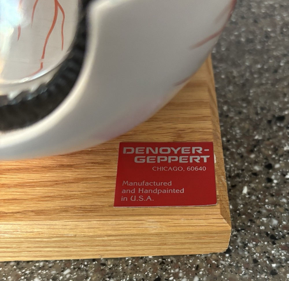 Human Anatomy Eye Model