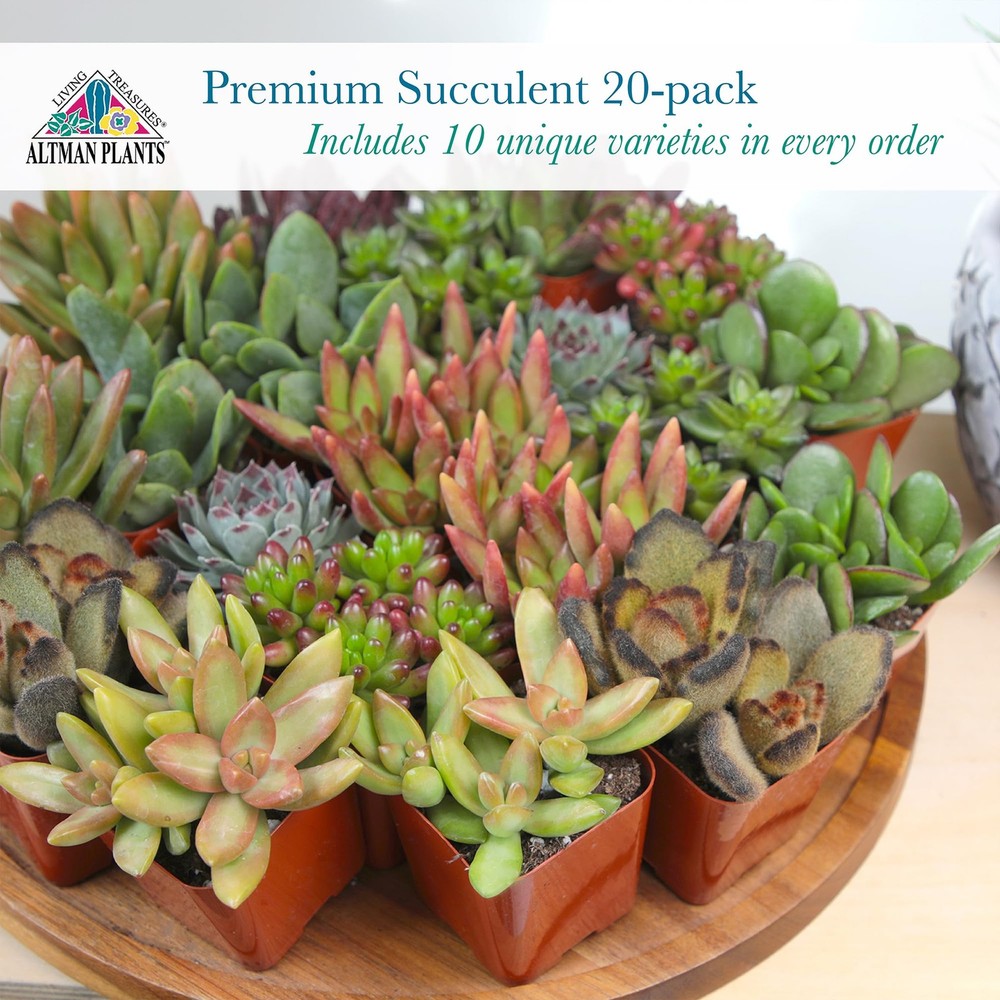 Altman Plants, Live Succulent Plants (20 Pack) Assorted 20-PACK, Multicolor