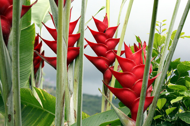 Heliconia 6 mix Live Rhizome.