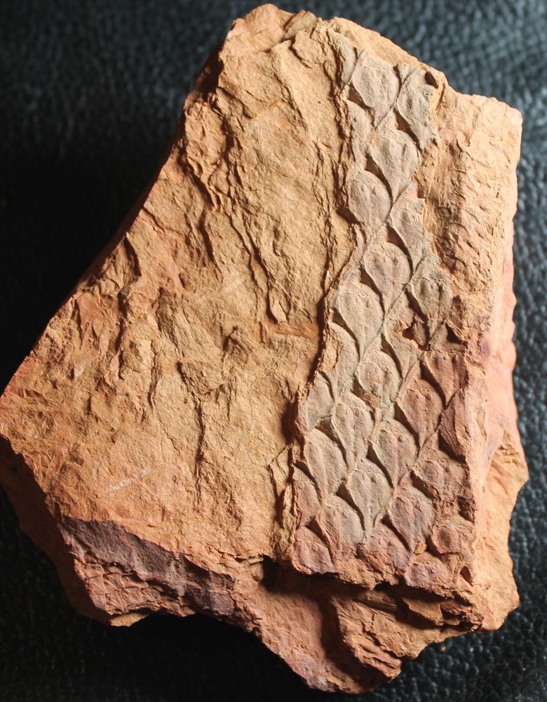Lepidodendron obovatum - Pennsylvanian fossil bark