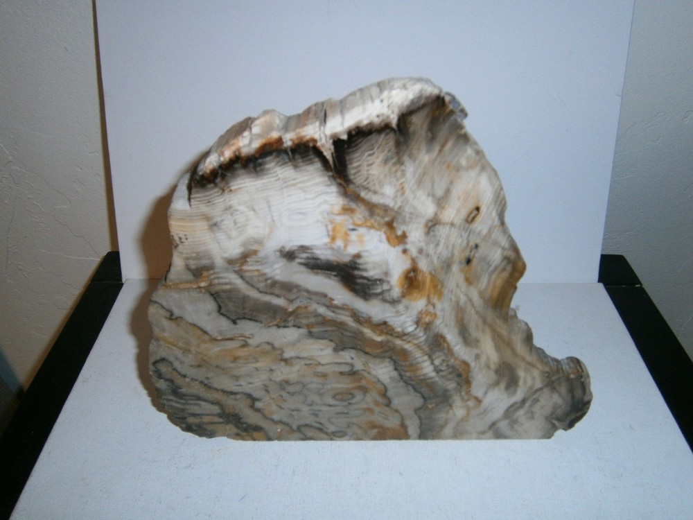 Petrified Wood Specimen