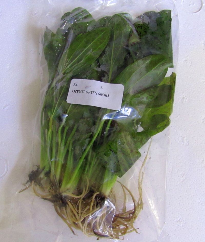 6 medium ozelot green swords