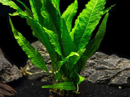 BUY 2 GET 1 FREE Java Fern on HALF Mat Live Aquarium Plants