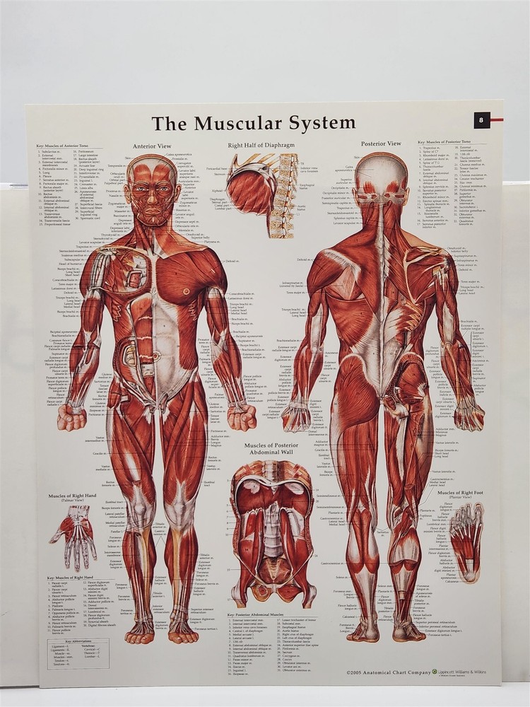Shoulder & Elbow Joints Socket Anatomy Chart Glossy (NOS) c.2005 Clean Unused