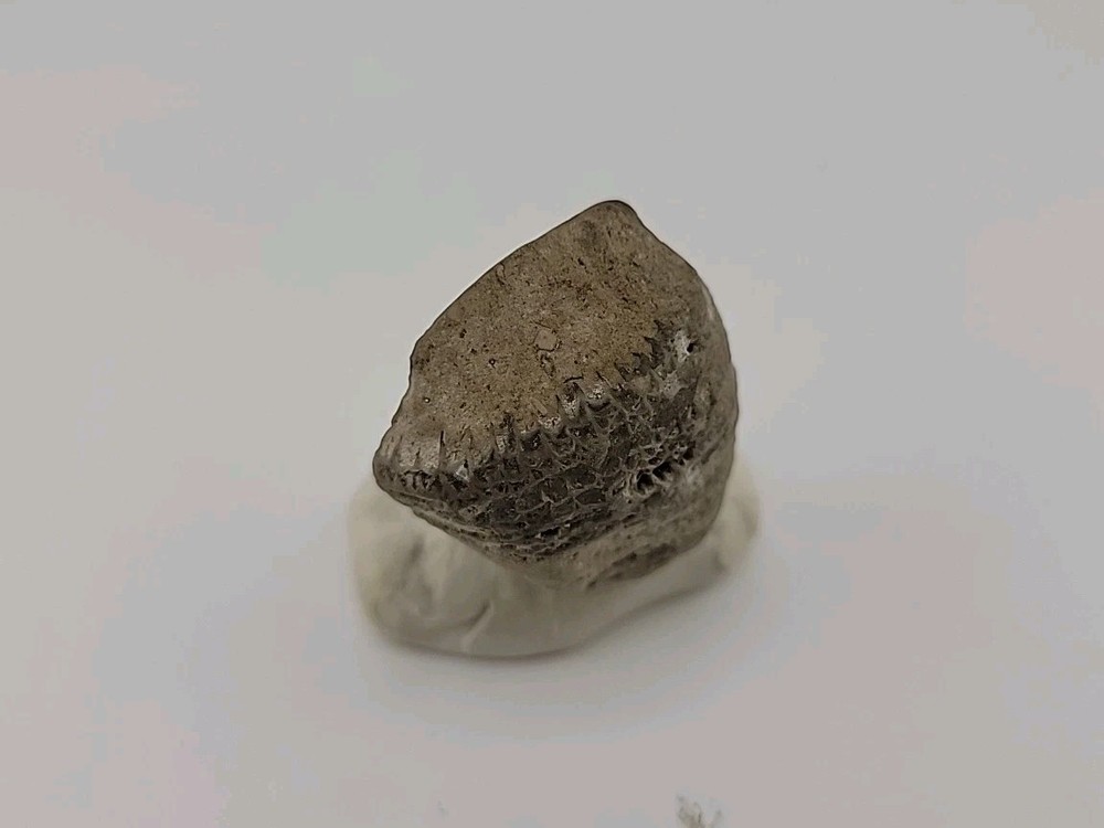Egg Fossil Permineralized