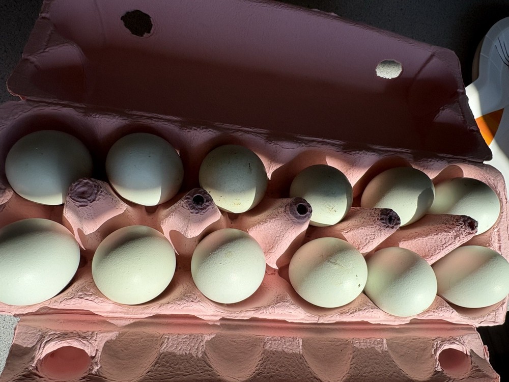 Bantam Easter Egger Eggs Backyard Mix